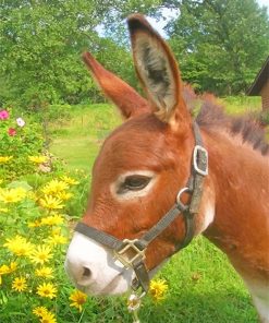 Donkey In Flowers Field Paint By Numbers