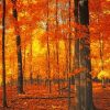 Forest Trees Autumn Paint By Numbers