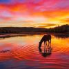 Horse At Sunset Paint By Numbers