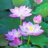 Lotus Flowers Paint By Numbers