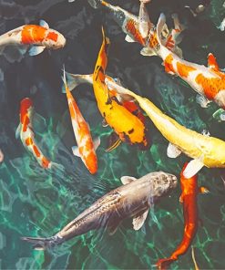 Orange And White Koi Paint By Numbers