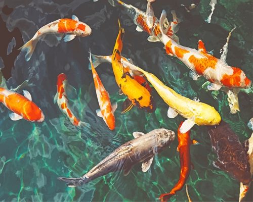 Orange And White Koi Paint By Numbers