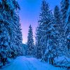 Photography Trees Covered With Snow Paint By Numbers