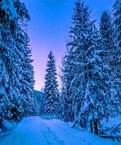 Photography Trees Covered With Snow Paint By Numbers