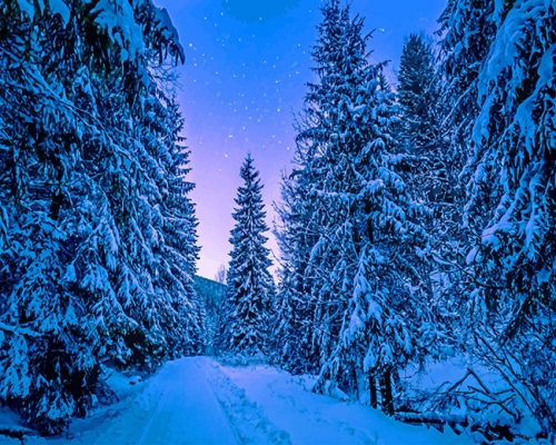 Photography Trees Covered With Snow Paint By Numbers