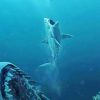 Shark Follows Its Prey Paint By Numbers