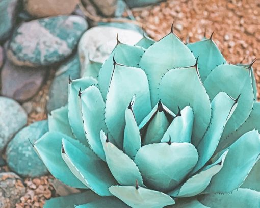 Succulent Near Rocks Paint By Numbers