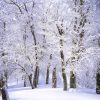 Trees Covered With Snow Paint By Numbers