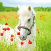 White Horse Flowers Field Paint By Numbers