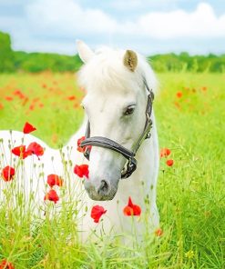 White Horse Flowers Field Paint By Numbers