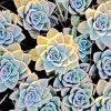 Aesthetic Succulents Paint By Numbers