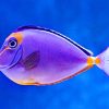 Beautiful Purple Fish Paint By Numbers