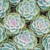 Beautiful Succulents Paint By Numbers