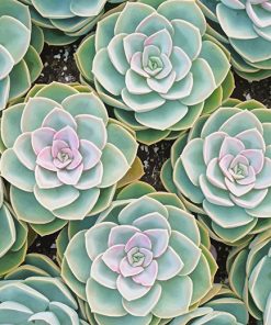 Beautiful Succulents Paint By Numbers