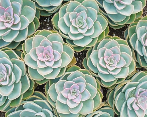 Beautiful Succulents Paint By Numbers