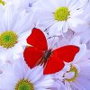 Beautiful White Flowers Red Butterfly Paint By Numbers