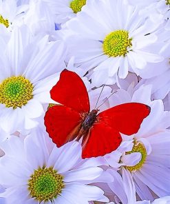 Beautiful White Flowers Red Butterfly Paint By Numbers