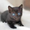 Cute Baby Cat With Blue Eyes Paint By Numbers