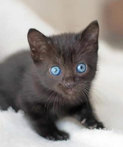 Cute Baby Cat With Blue Eyes Paint By Numbers