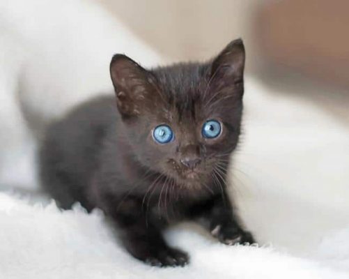 Cute Baby Cat With Blue Eyes Paint By Numbers