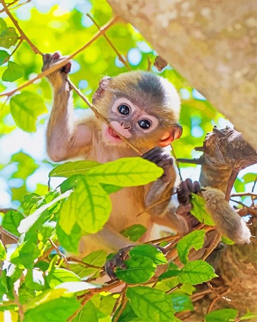 Cute Baby Monkey Paint By Numbers