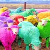 Cute Colorful Sheeps Paint By Numbers