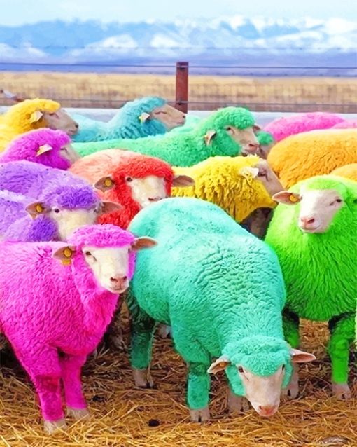 Cute Colorful Sheeps Paint By Numbers