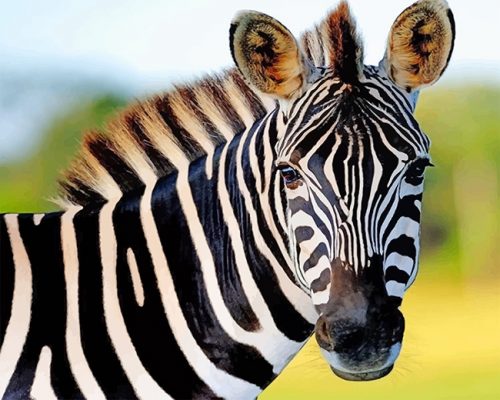 Cute Zebra Paint By Numbers