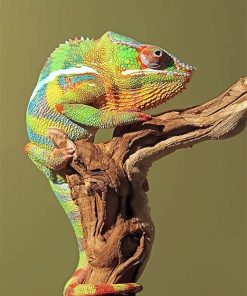 Green Chameleon Paint By Numbers