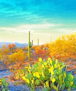 Saguaro National Park Paint By Numbers