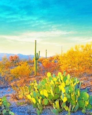 Saguaro National Park Paint By Numbers