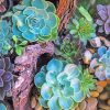 Succulents Plants Art Paint By Numbers