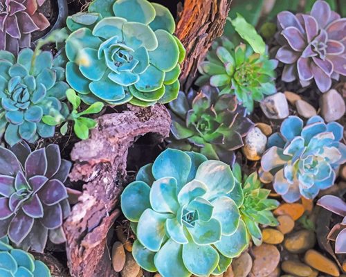 Succulents Plants Art Paint By Numbers