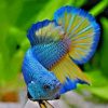 Blue Betta Fish Paint By Numbers