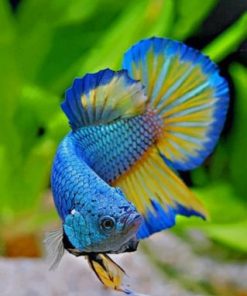 Blue Betta Fish Paint By Numbers