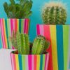 Cactus Plants Paint By Numbers