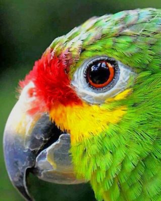 Colorful Bird Eye Close Up Paint By Numbers