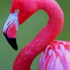 Pink Flamingo Art Paint By Numbers