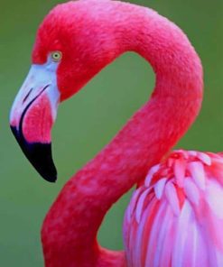 Pink Flamingo Art Paint By Numbers