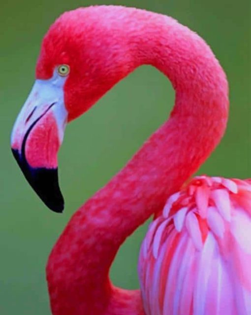 Pink Flamingo Art Paint By Numbers