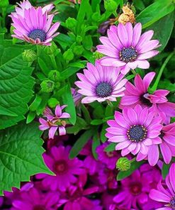 Purple Daisies Paint By Numbers