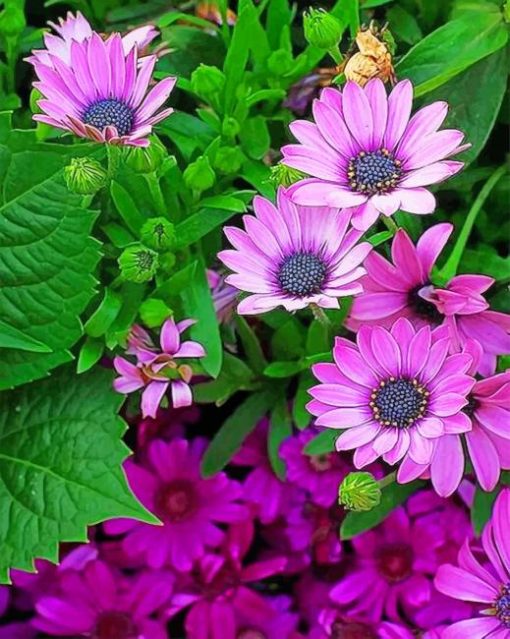 Purple Daisies Paint By Numbers