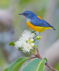 Yellow And Blue Bird paint by numbers