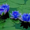 Blue Lotus Flowers Paint by numbers