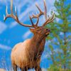 Bull Elk Paint by numbers