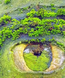 Mother's Nature Eye Paint by numbers