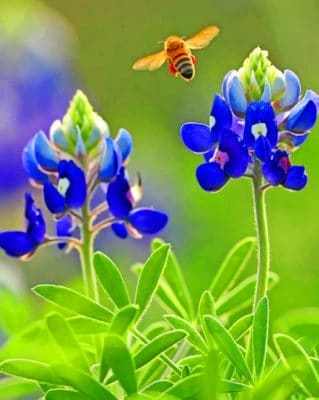 Texas bluebonnet paint by numbers