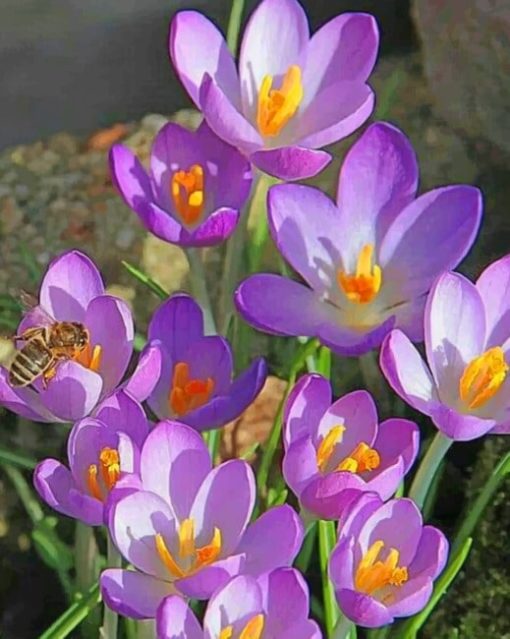 Crocus-vernus-flowers-paint-by-numbers