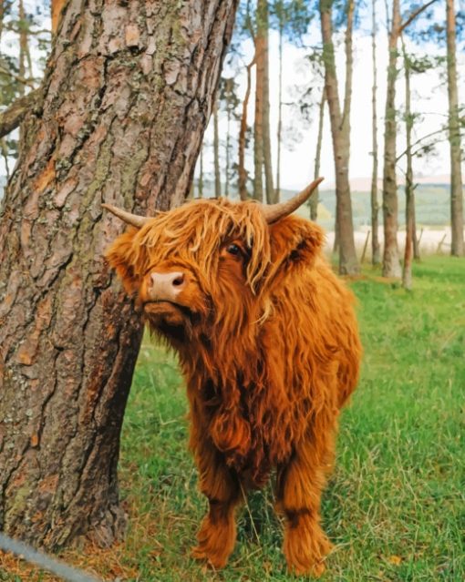 Cute-Brown-Highland-Cow-paint-by-number