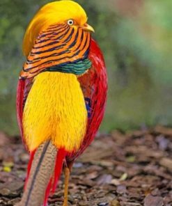 Golden Pheasant Bird Paint by numbers